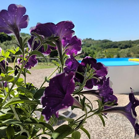 Villa Degli Olivi Nature Siena Kültér fotó