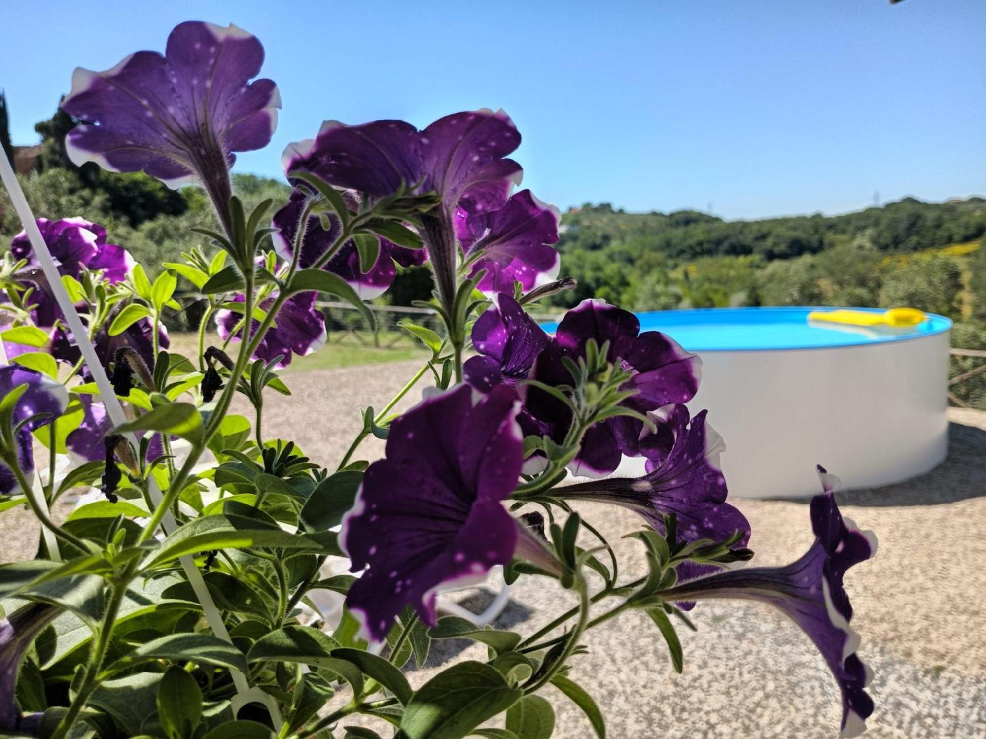 Villa Degli Olivi Nature Siena Kültér fotó